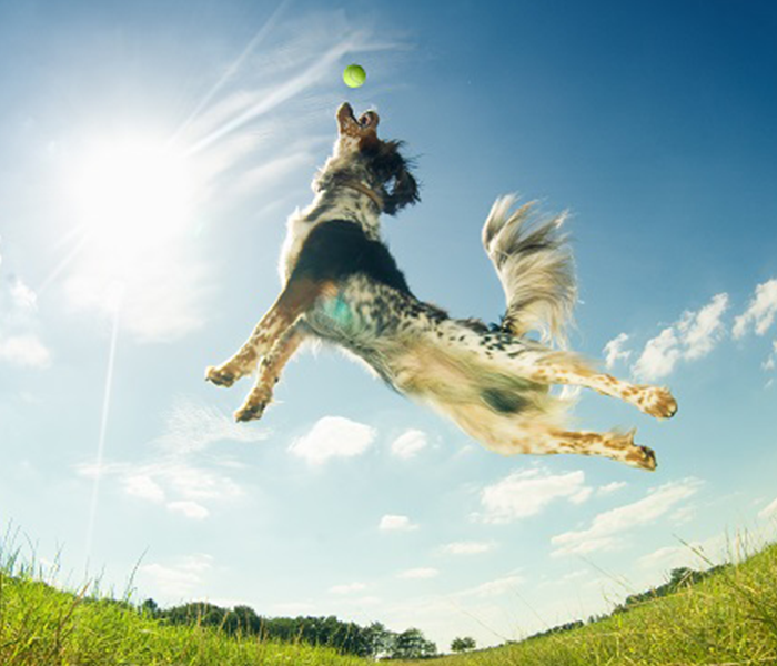 dog mid-air catching a ball