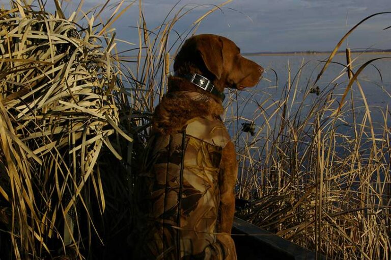 duck hunting dog