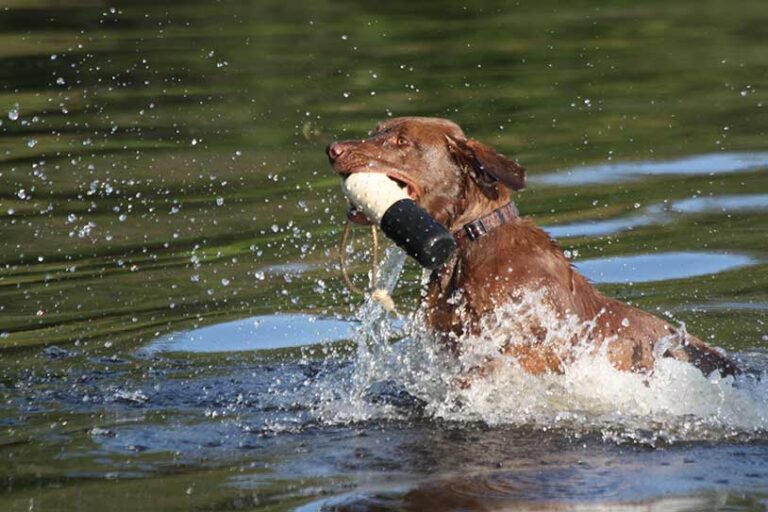 training a dog for duck hunting