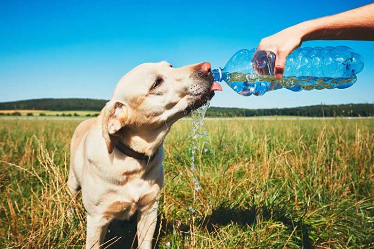Thirsty yellow labrador retriever drinking water from the plastic bottle his owner