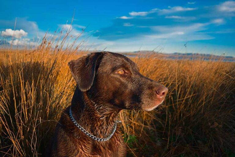 retriever