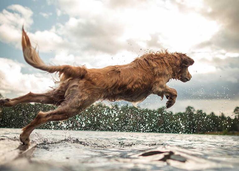 dog jumping over lake