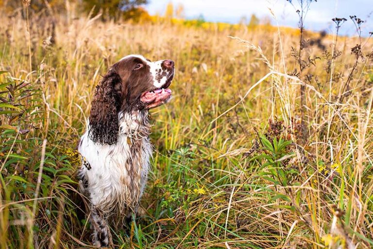 dog in field