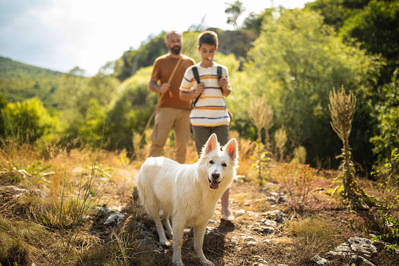 Teenage boy and his father starting hiking adventure on sunny day in mountain with their Malinois dog