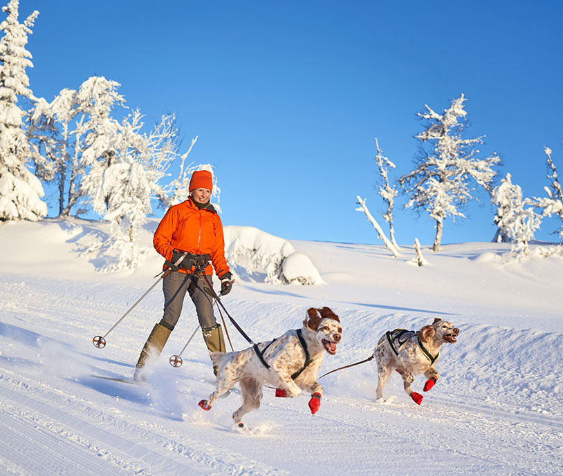 English Setters running in the snow, Oppland County Norway