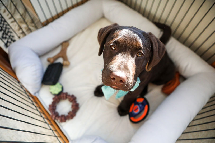 Chocolate Labrador Puppy on Dog Bed.