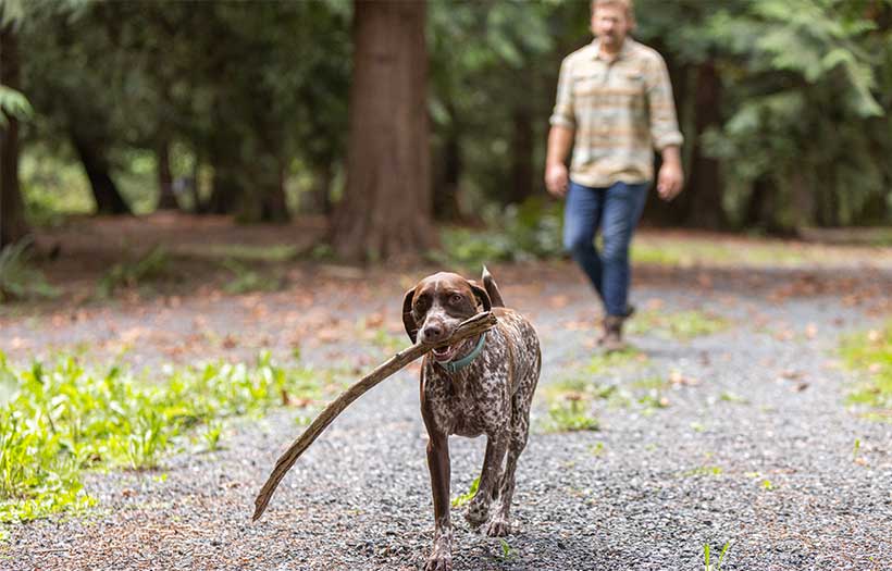 A dog carrying a stick
