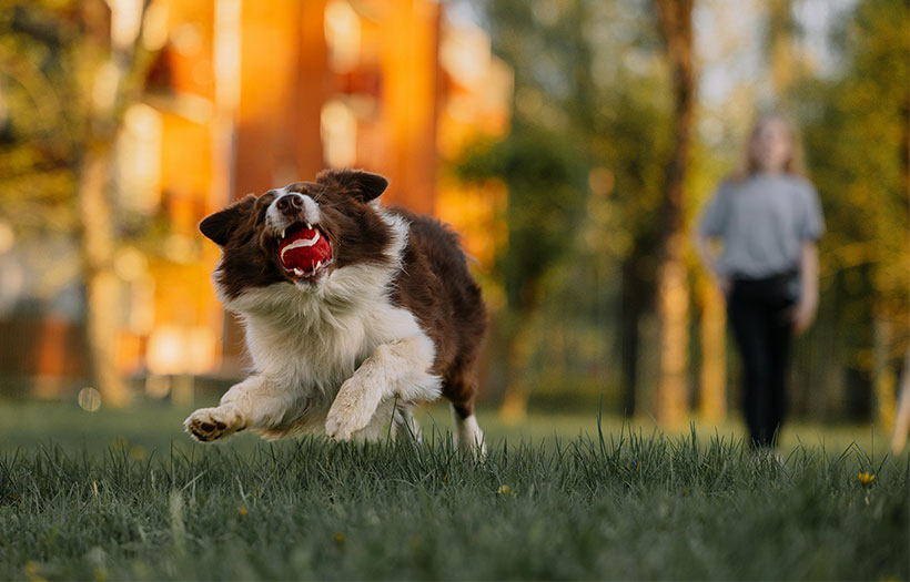 Dog playing fetch