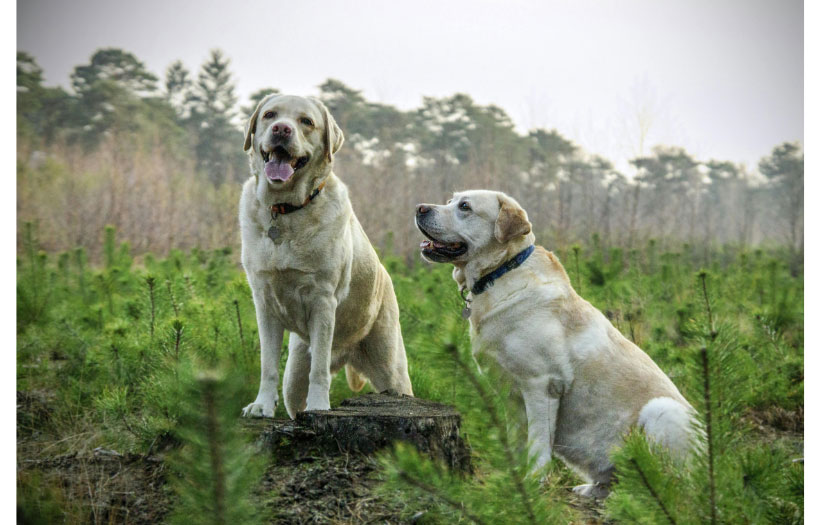 Two dogs in a forest