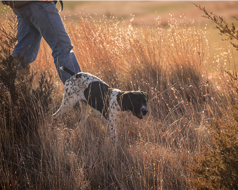A dog and owner walking through field