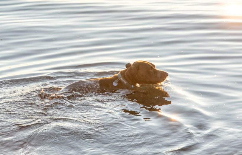 Duck hunting dog swimming during summer retriever training in open water at sunrise. An active dog building endurance, strength, and water confidence before duck hunting season. Black Gold Explorer dog food supports performance, recovery, and conditioning for hardworking hunting dogs.