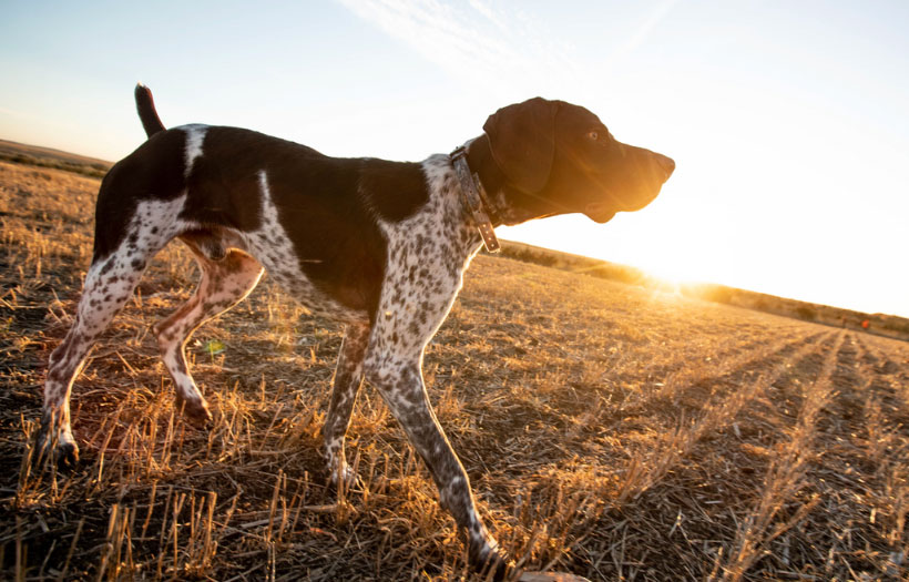 Dog walking on a farm with the sun glowing in the background