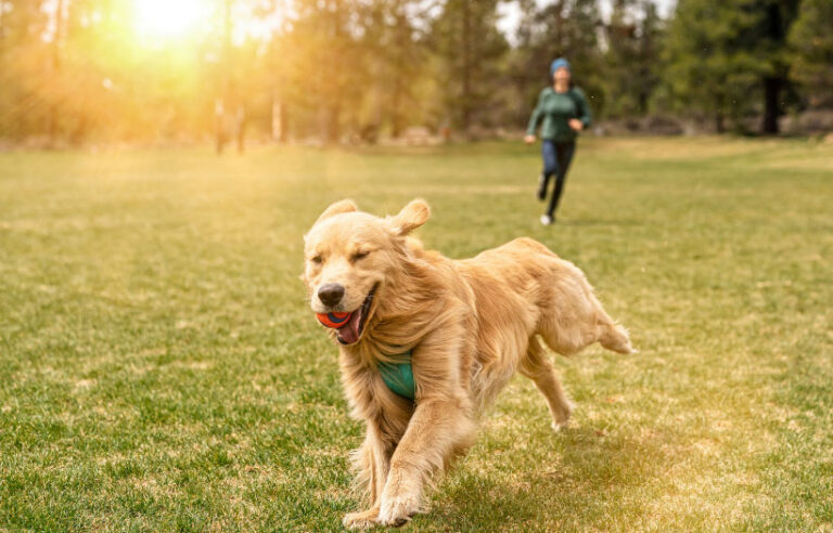 Dog running while playing fetch