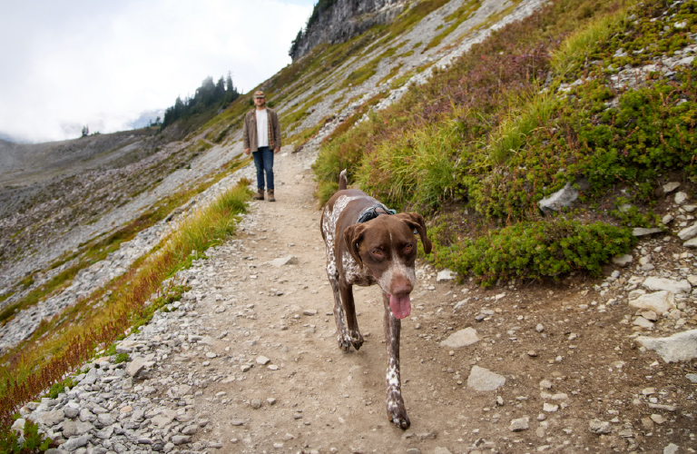 Black Gold Explorer dog