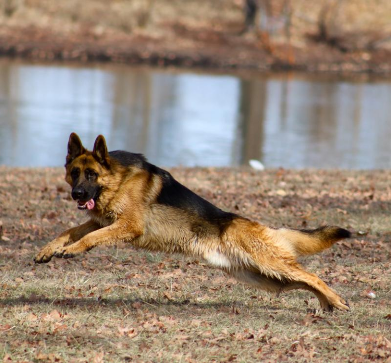 happy dog from Black Gold review