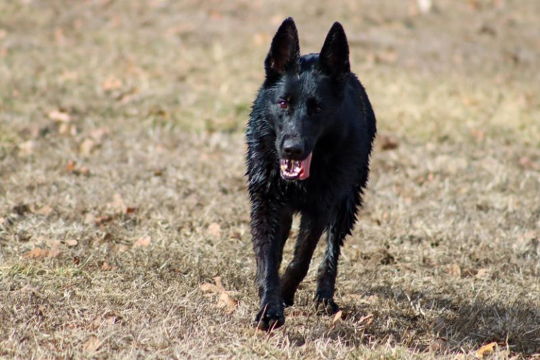 Black Gold dog food review from this happy dog