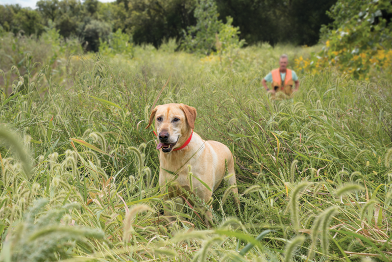 Big game hunting dog