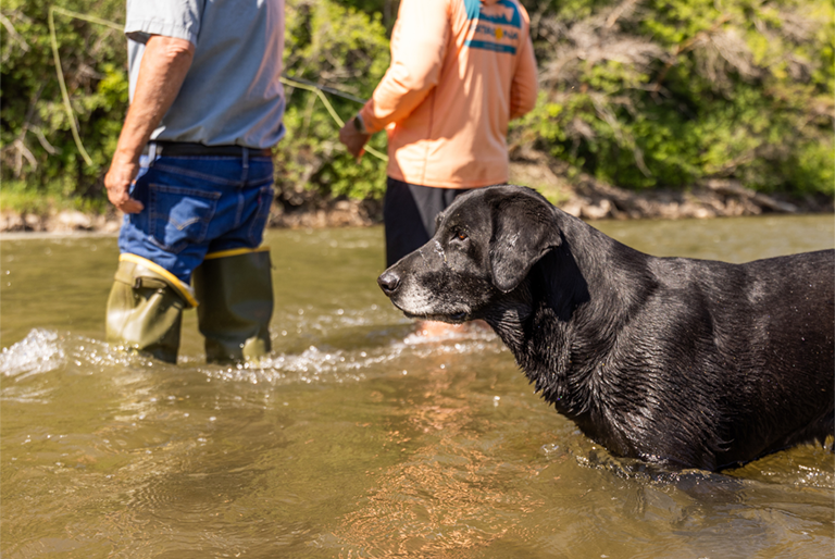 dogs and human fishing together in water