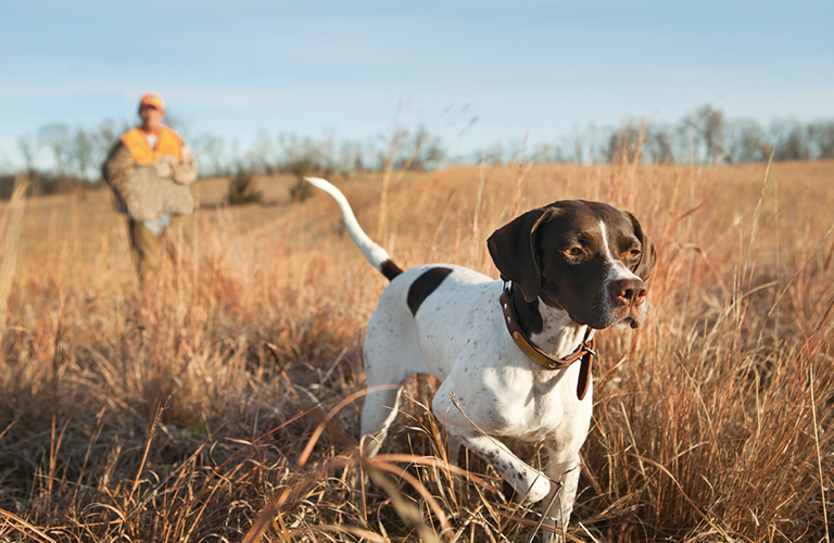 pointer and hunter in field