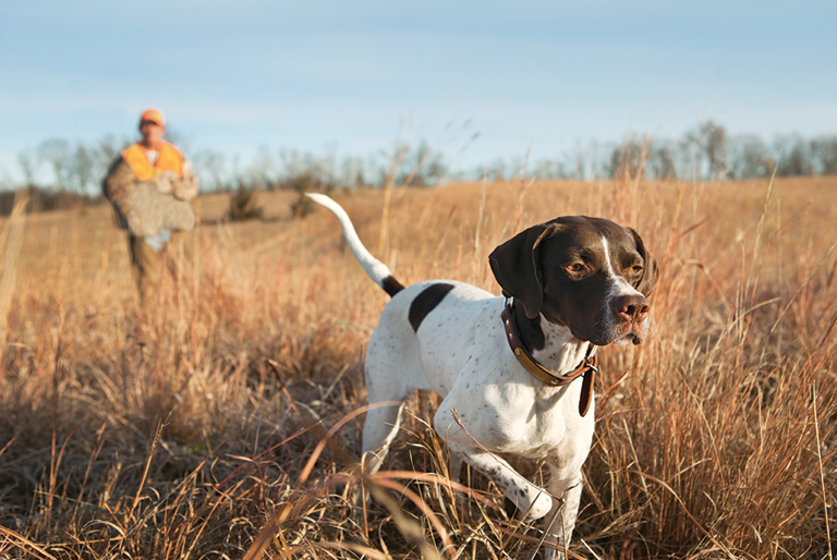 hunter and pointer doing upland bird hunting