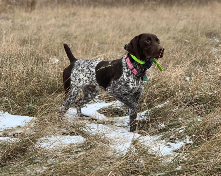 review of Black Gold Explorer dog food