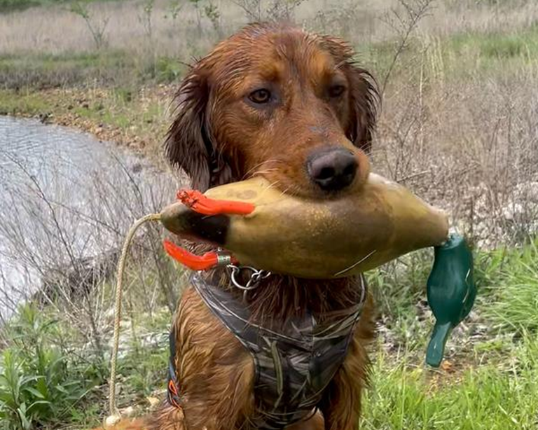 Black Gold review of hunting dog nutrition