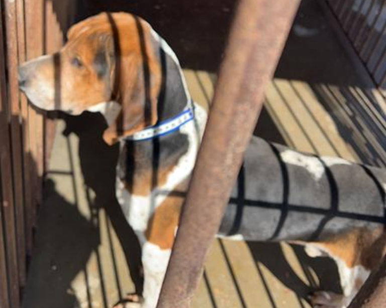 hound dog who love Black Gold Explorer dog food