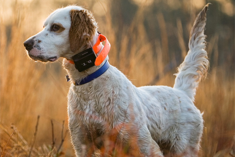 upland bird hunting dog