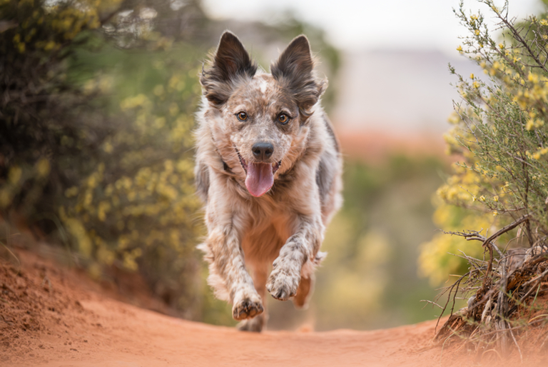 working dog