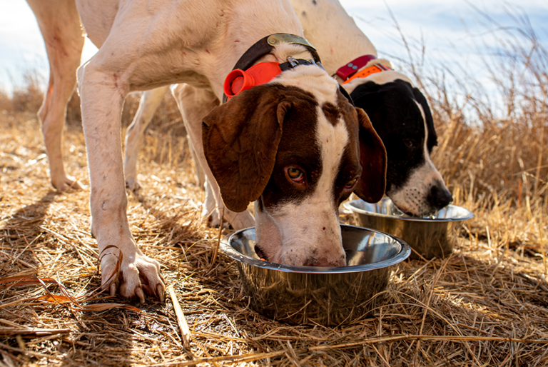 Small game hunting dog