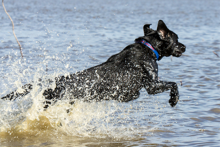 waterfowl hunting dog