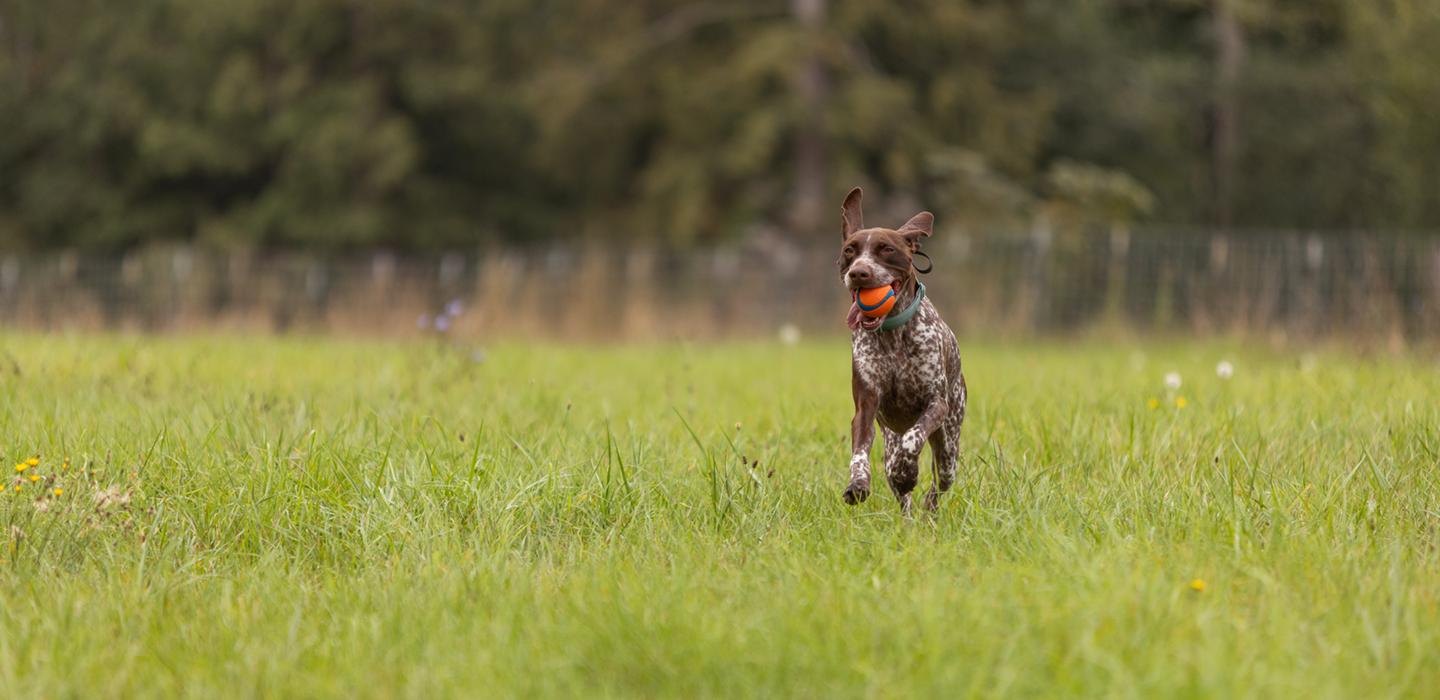active dog running with a ball in mouth