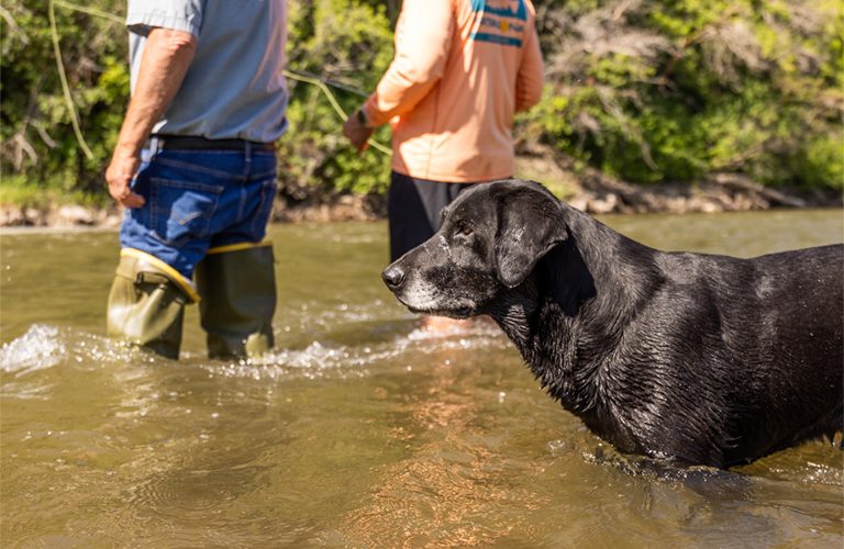 Older black Labrador fishing dog standing in a river beside two anglers