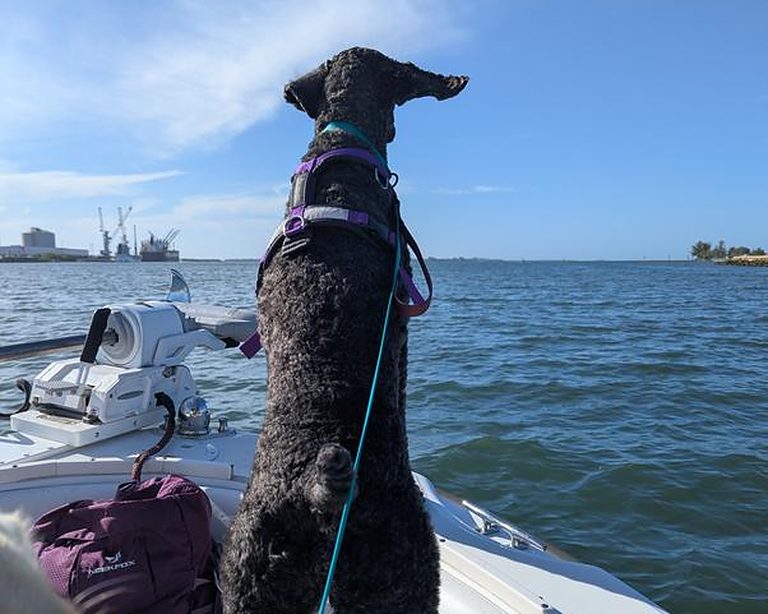 Curly-coated dog standing on the bow of a fishing boat
