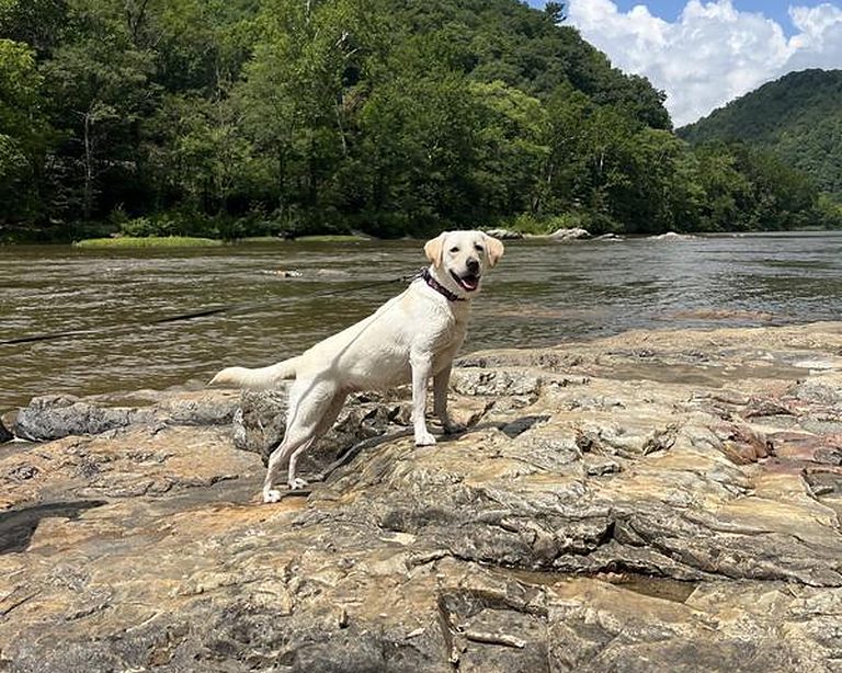 Yellow Labrador standing on rocks along a river