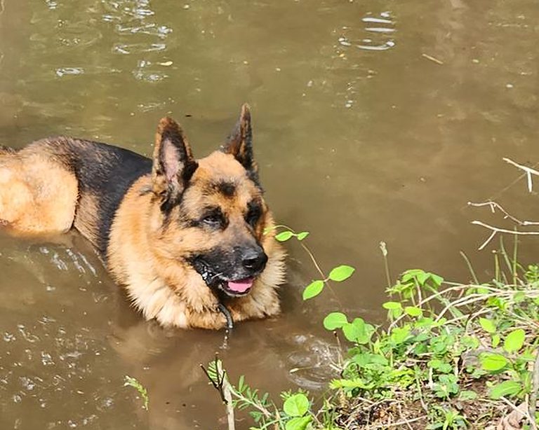 German Shepherd cooling off in a creek