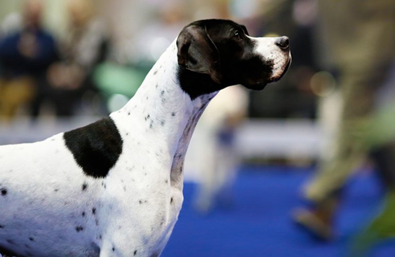 Black and white pointer sport dog standing alert at a dog show