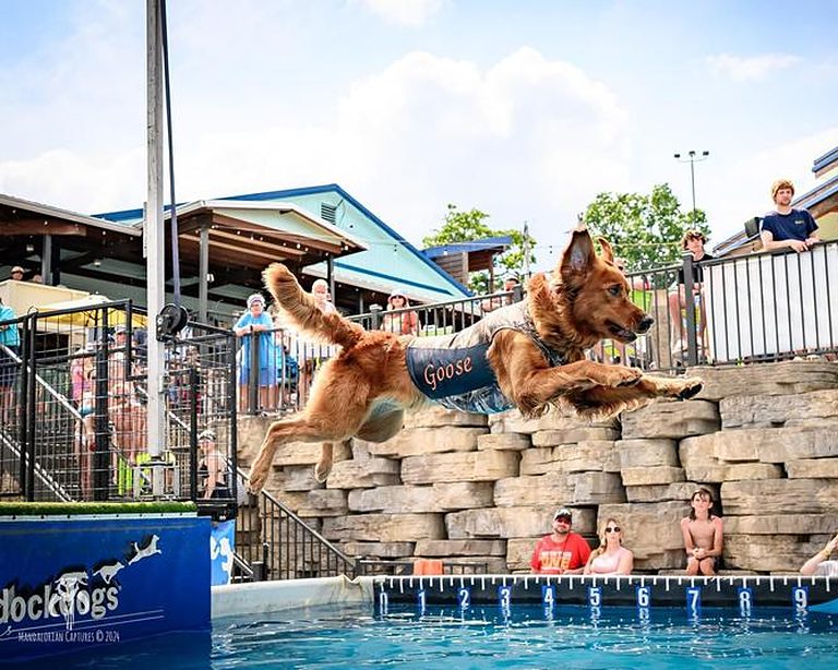Golden retriever mid-leap at a dock diving competition