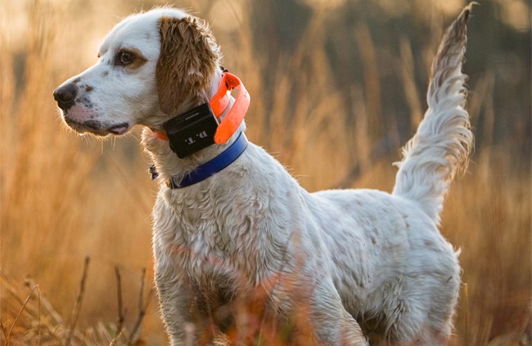 English setter upland bird hunting dog with an orange tracking collar in tall golden grass