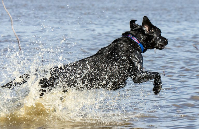 Black Labrador waterfowl hunting dog leaping through the water on a retrieve