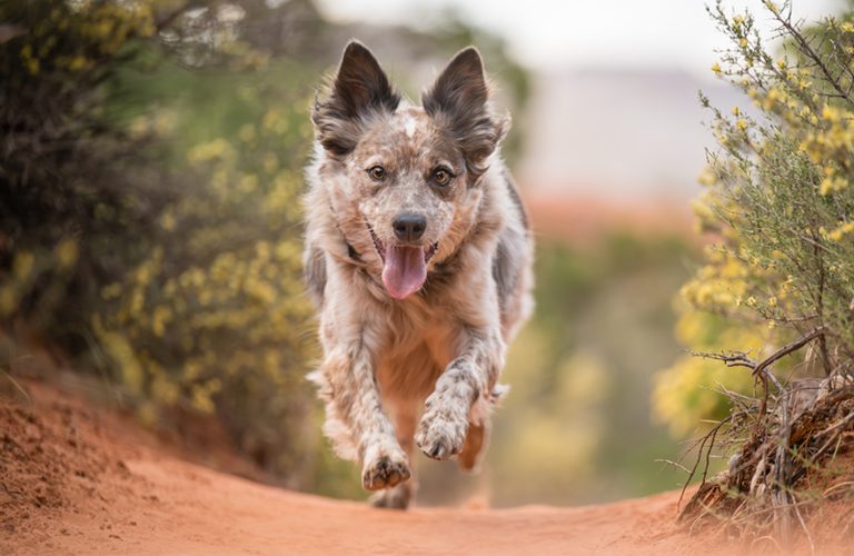 Merle working dog running down a red dirt trail