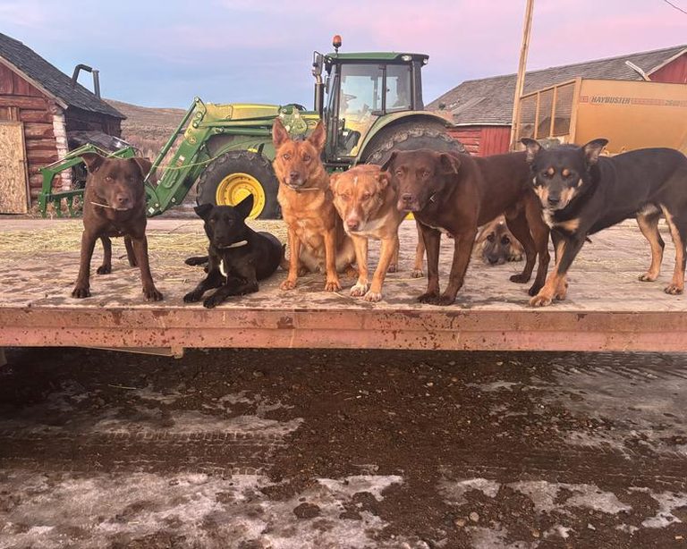 Seven ranch dogs lined up on a hay trailer in front of a tractor
